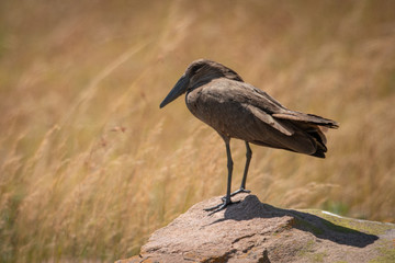 Hamerkop stands casting shadow on sunny rock