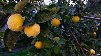 Ripe yellow quince fruits grow on quince tree with green foliage in autumn garden. Many ripe quinces, close up