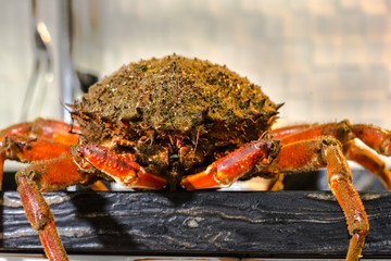 Un buen ejemplar de centolla gallega con tonos rojizos