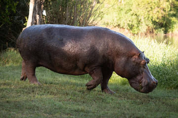 Hippo lifts foot to walk across lawn