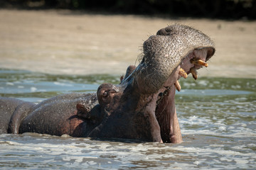 Fototapeta na wymiar Hippo opens mouth wide in foamy river
