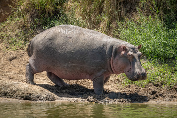 Hippo on river bank turns towards camera