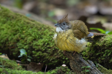 Puff-throated Bulbul on Moss on the stone in nature.