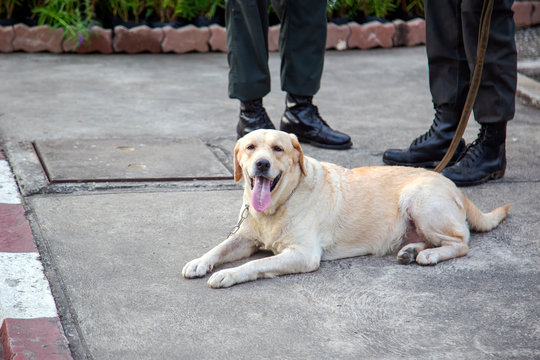 Sniffer dog lying and relaxing on the floor. Four-legged bomb detector officer dog. Police dog EOD labrador retriever.