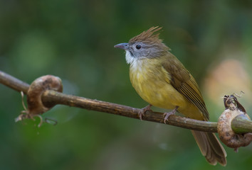 Puff-throated Bulbul on branch in nature.