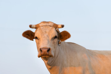 Close up portrait of a white cow against the sky.