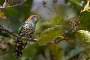 Female Asian Emerald Cuckoo on a branch in nature.