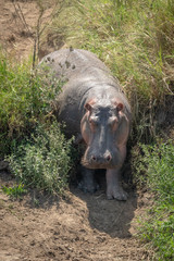 Hippo stands in grassy gully watching camera