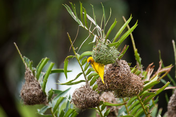 ucellini tessitori e il nido 