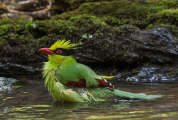 Common green magpie into the water, in the forest naturally