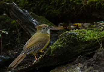 Puff-throated Bulbul on Moss on the stone in nature.