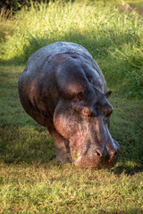 Hippo stands on grassy lawn turning head