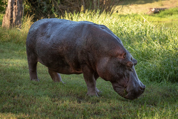 Hippo stands on lawn by reed-covered riverbank