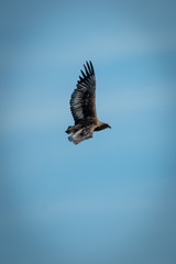 Immature bateleur flies in perfect blue sky