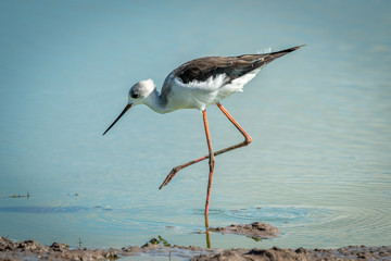Immature black-winged stilt walking in shallow pool