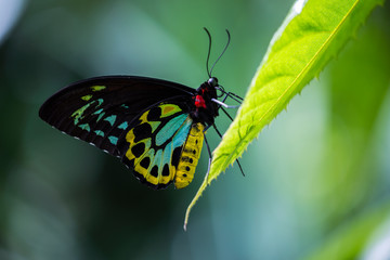 Beautiful Australian birding butterfly on a green leaf.
