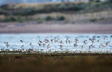Dunlin birds flying over sea at low tide.