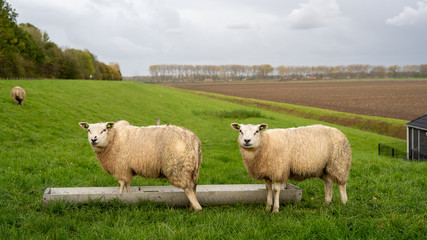 Two sheeps with paws in the crib