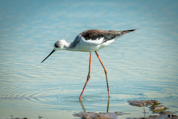 Obraz premium Immature black-winged stilt walking through shallow pond