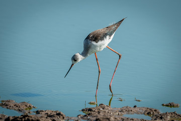 Immature black-winged stilt walking in shallow water