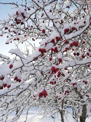 red berries in snow