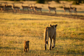 Impala harem watches lioness and cub approaching