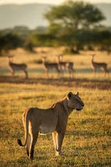 Impala watch lioness standing nearby on savannah
