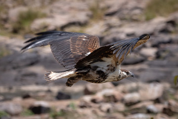 Juvenile African fish eagle flies past rocks