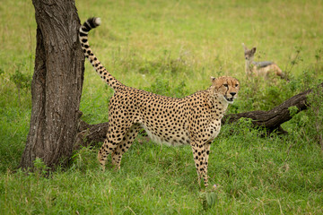 Jackal watches male cheetah standing by tree