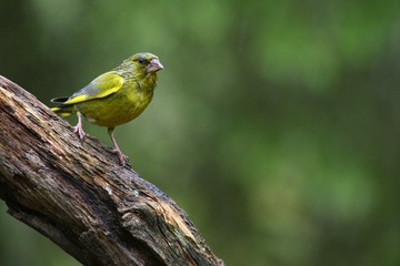 A European greenfinch (Chloris chloris) sitting on the branch in green forest.