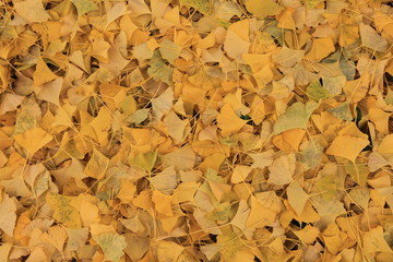 秋の風景　地面に降り積もったイチョウの落葉