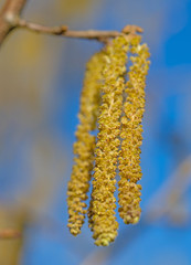 Männliche Blüten der Gemeinen Hasel, Corylus avellana