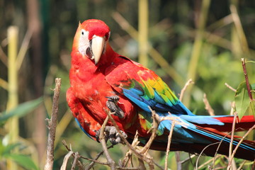 red macaw