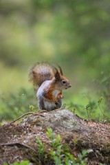 A red squirrel (Sciurus vulgaris) also called Eurasian red sguirrel sitting in  a green forest.