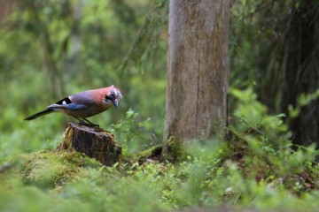The Eurasian Jay (Garrulus glandarius) sitting on the stamp in  green forest.