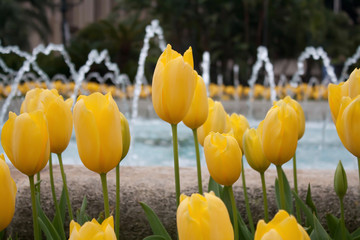 Yellow tulips close up on a blurry fountain background