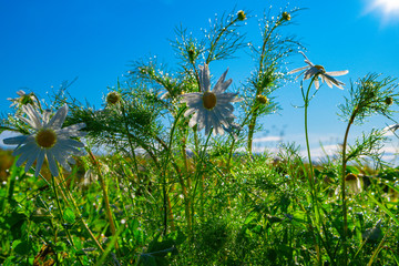 Flowers on the roadside, early in the morning after the first frosty night in the transition from autumn to winter. 