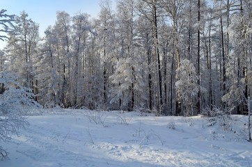 Winter landscape in the forest.