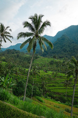 Fototapeta na wymiar Beautiful view of rice terraces with a palm trees
