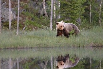 The brown bear (Ursus arctos) female walking in the green grass around the lake with water mirror.