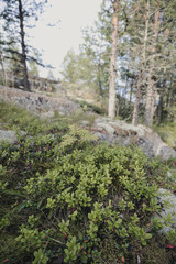 Green grass on stones on an island