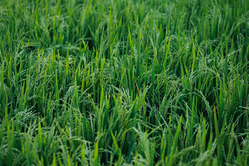 Young green rice plants in the field
