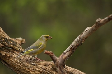 A European greenfinch (Chloris chloris) sitting on the branch in green forest.