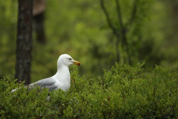 The lesser black-backed gull (Larus fuscus) sitting in green grass.