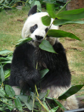 Panda bear eating bamboo