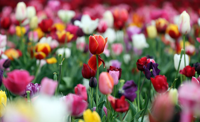Fototapeta na wymiar Field of various coloured tulips.