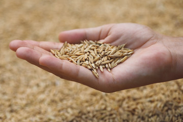 Ripe rice grains in female hand