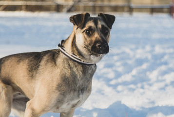 Ordinary dog in the snow