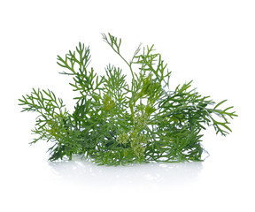 Coriander bunch isolated on white