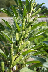 The bush of the vegetable plant Russian black beans with pods ripening on the trunk in the garden in the summer.